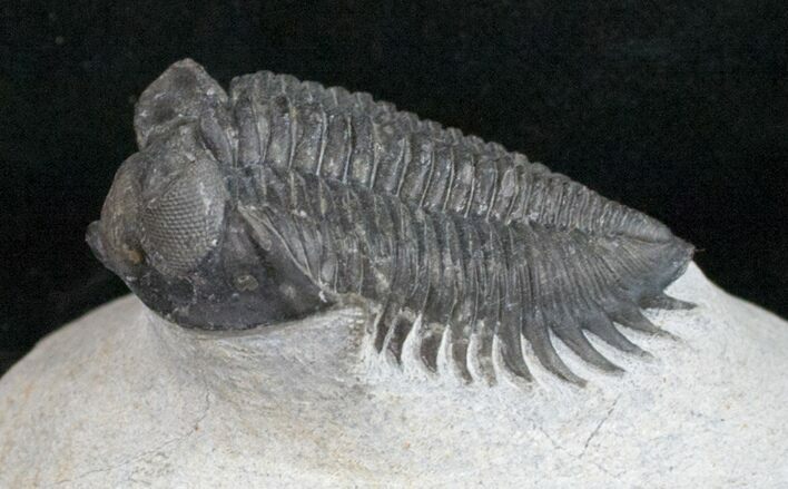 Bug Eyed Coltraneia Trilobite - #10741